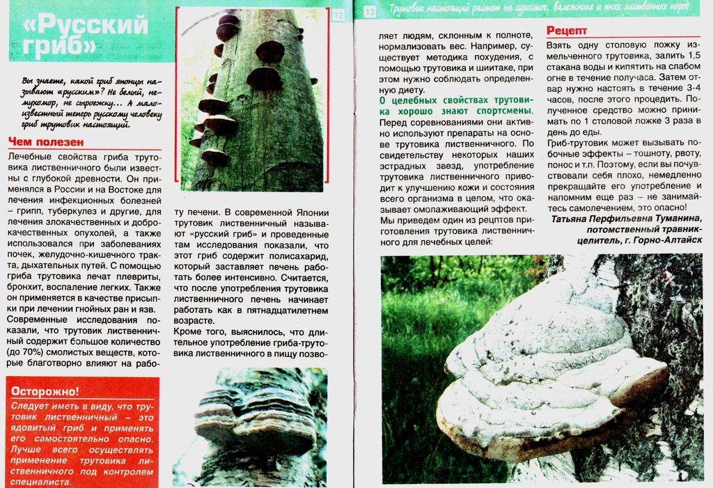 Трутовик лиственичный  (рубленный кусочками) 100г в Новосибирске