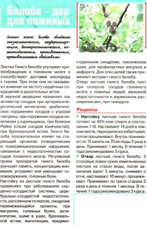 Гинкго билоба, лист 50г в Новосибирске