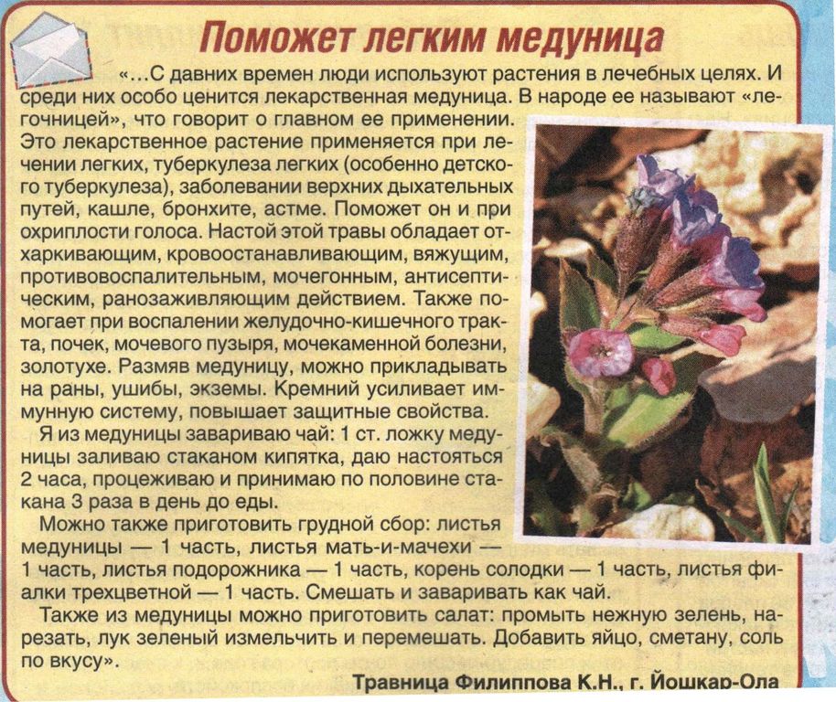 Медуница трава 100 гр. в Новосибирске