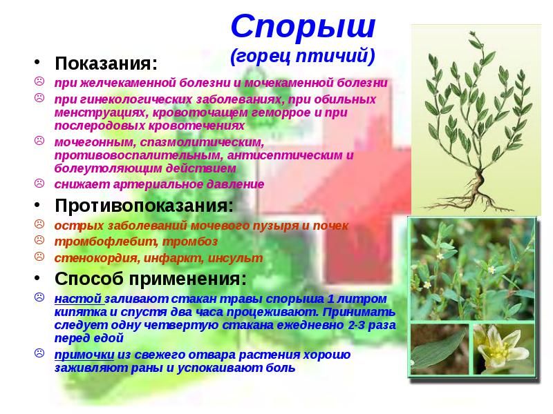 Спорыш трава 250 гр. в Новосибирске