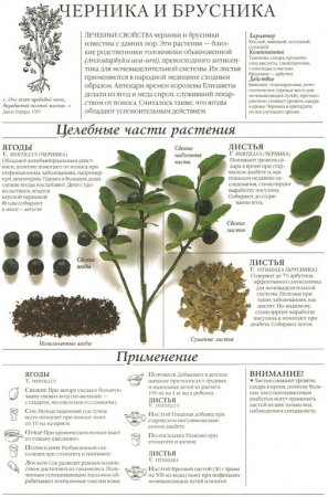 Брусника лист 100 гр. в Новосибирске