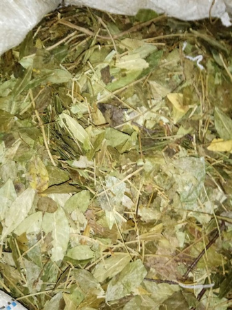 Барвинок трава 100 гр. в Новосибирске